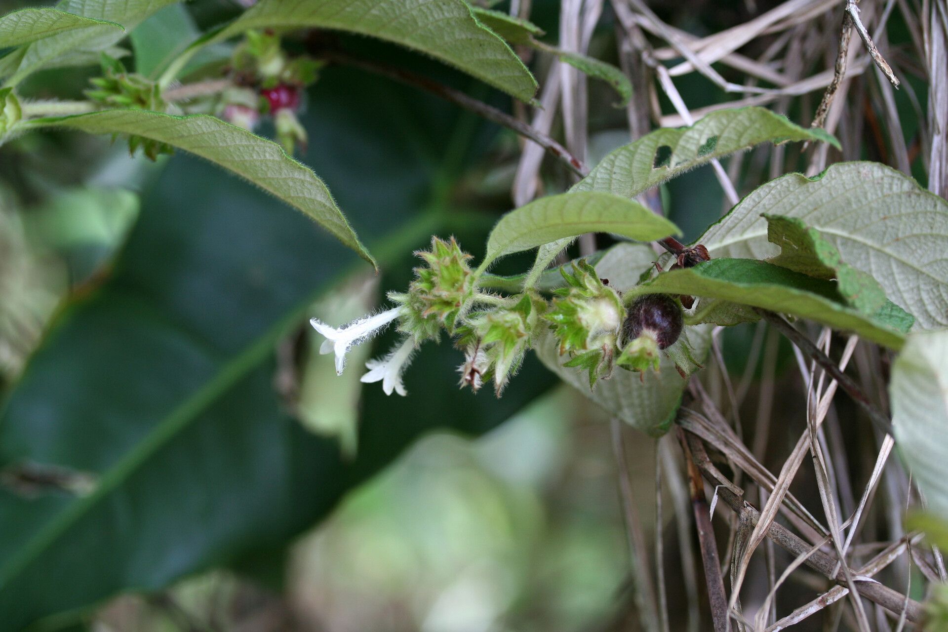 Sabicea velutina fruit