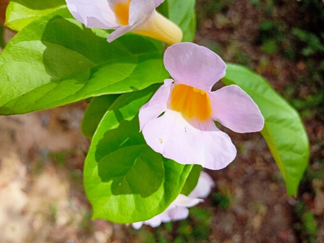 Amphilophium frutescens flower