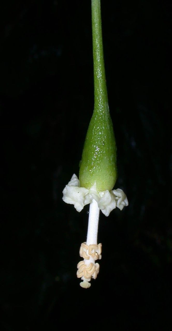 Quararibea pendula fruit