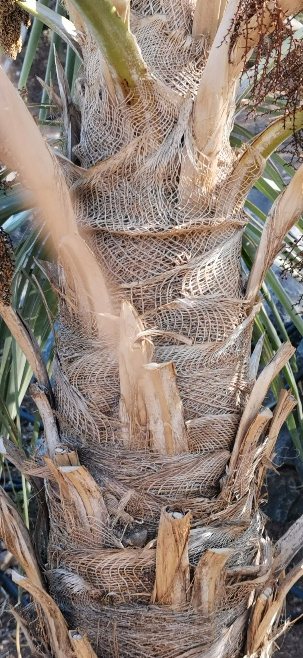 Coccothrinax hioramii other