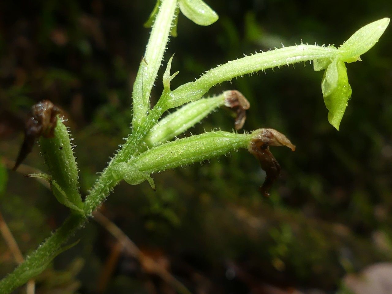Habenaria citrata fruit