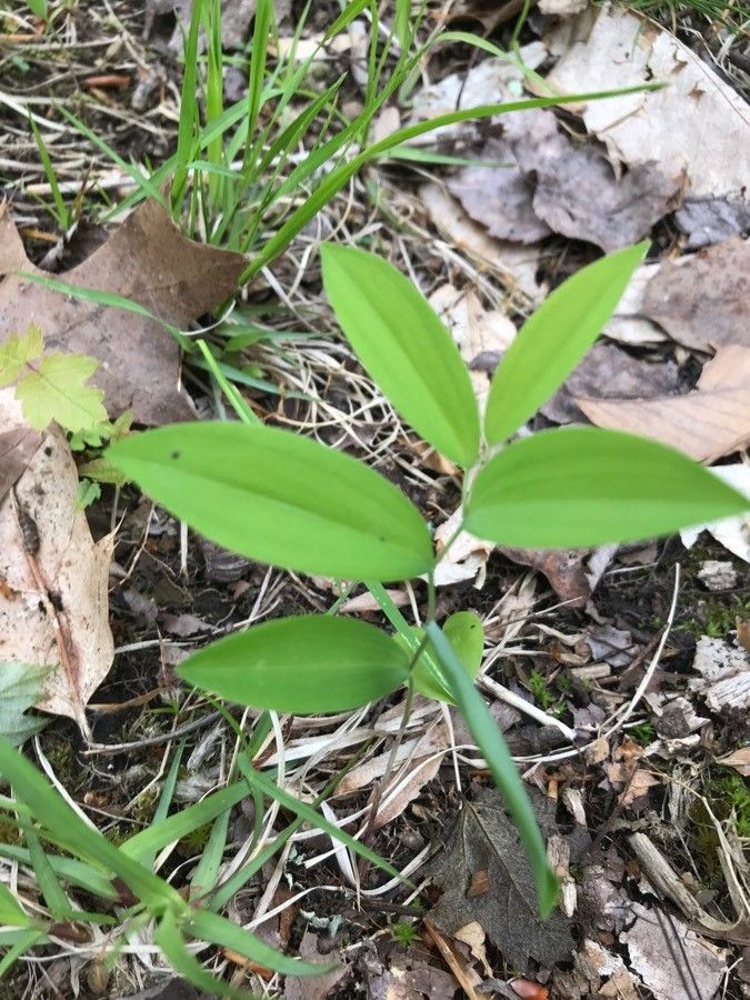 Uvularia sessilifolia leaf