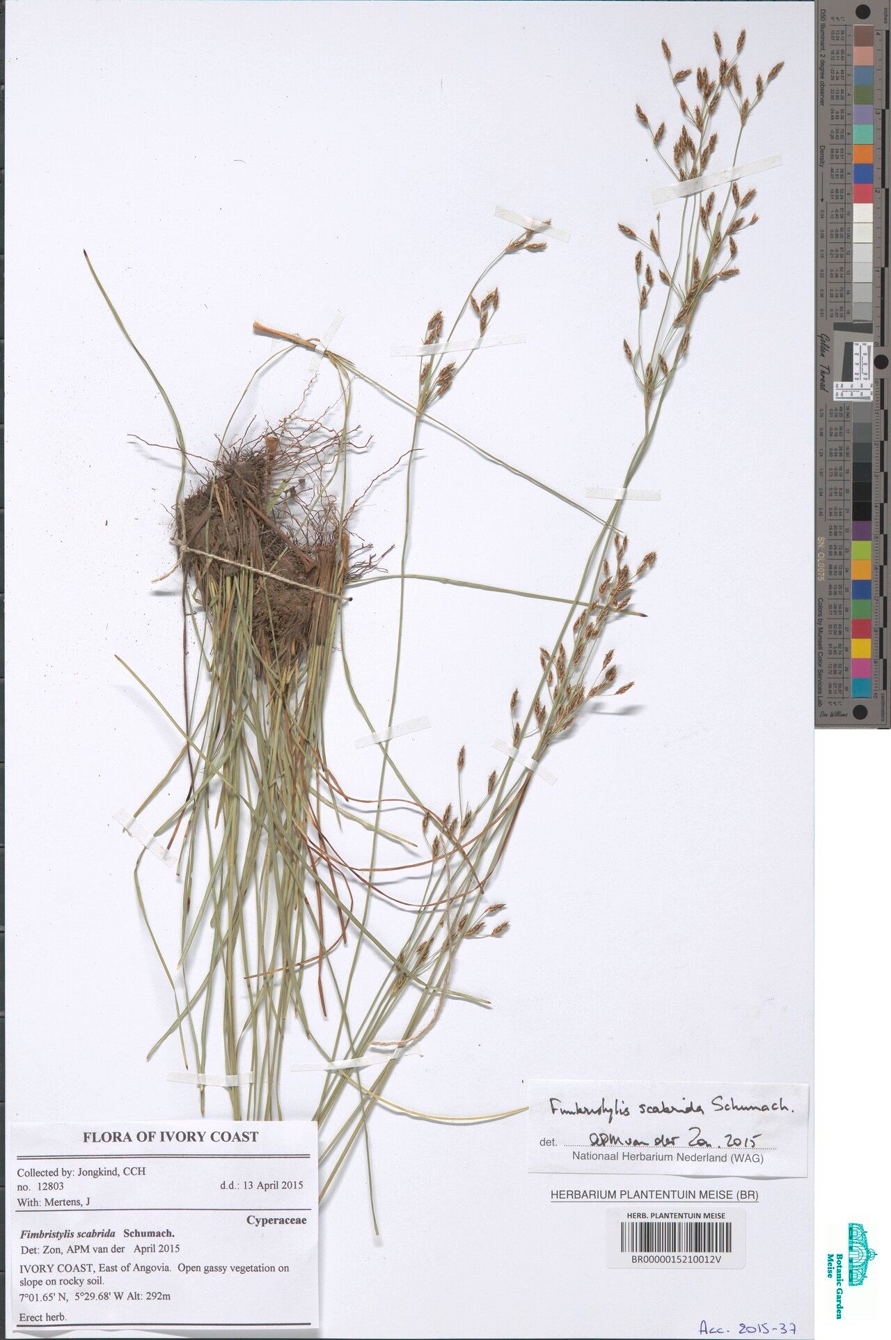 Fimbristylis scabrida — houseplant care guide