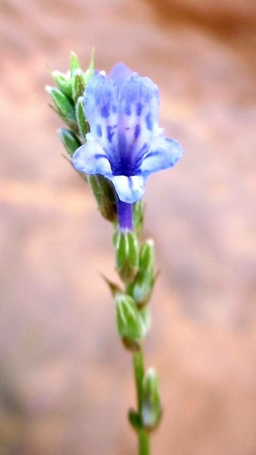 Lavandula mairei flower