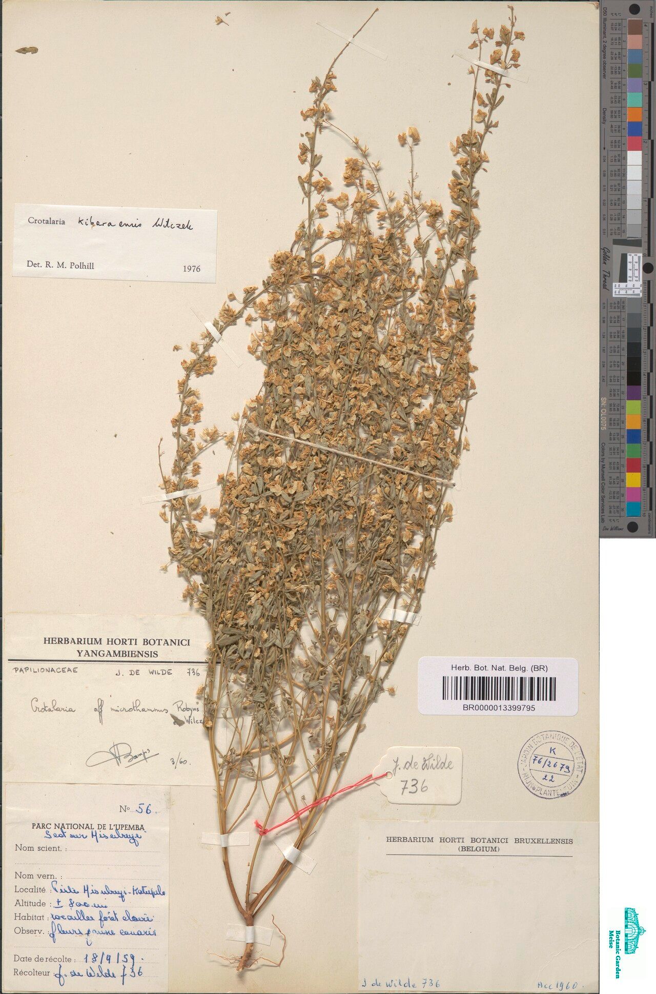 Crotalaria kibaraensis — houseplant care guide