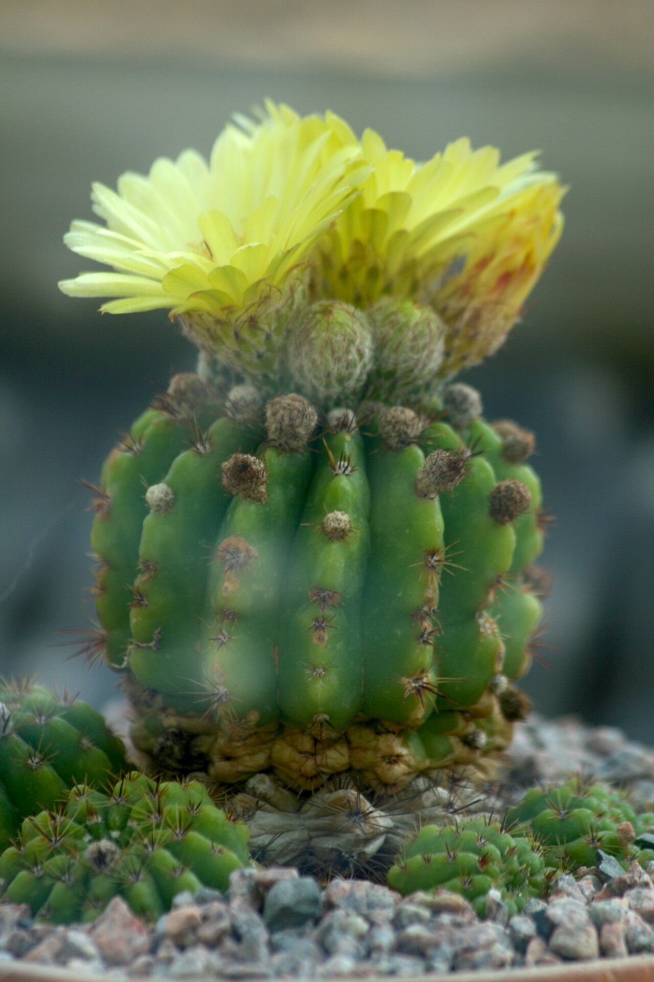 Parodia muricata flower