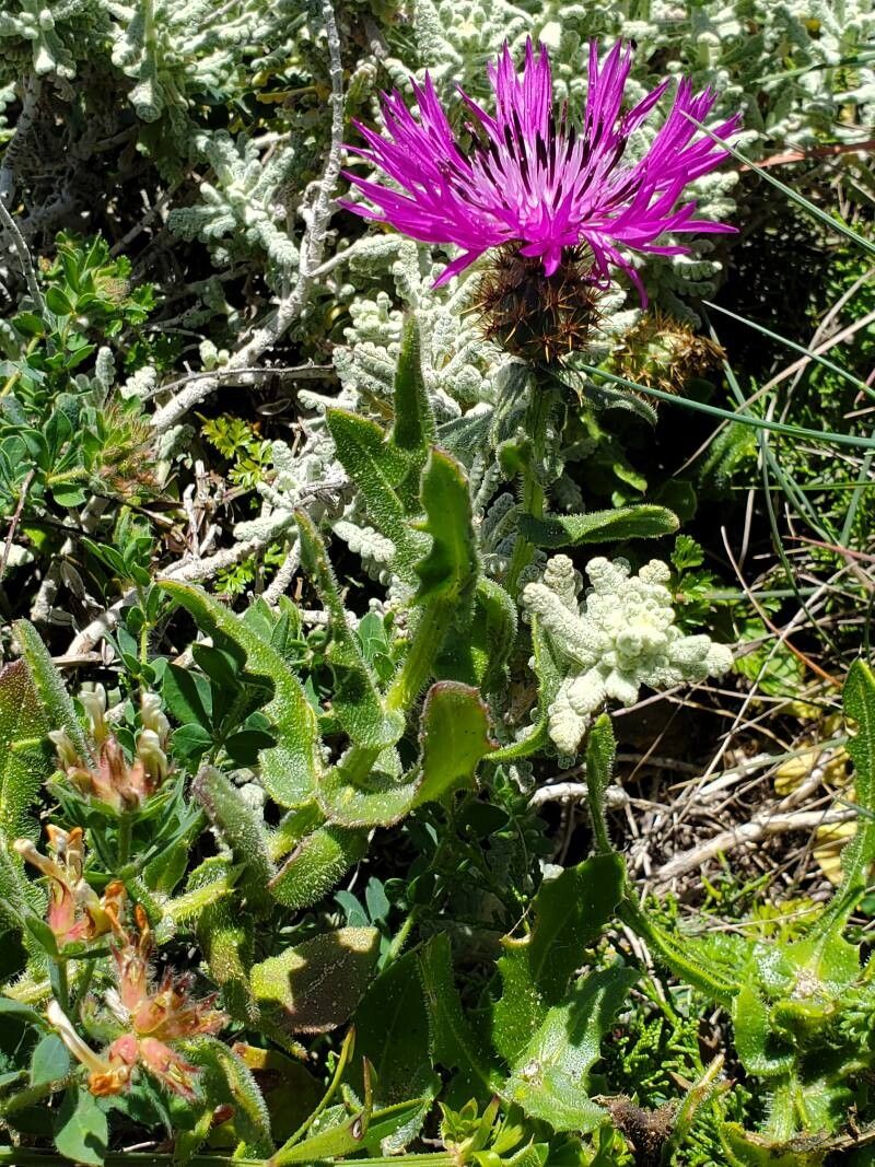 Centaurea polyacantha bark