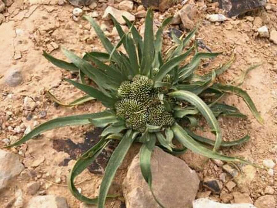 Gymnarrhena micrantha — search result for 'with one species native to North Africa'