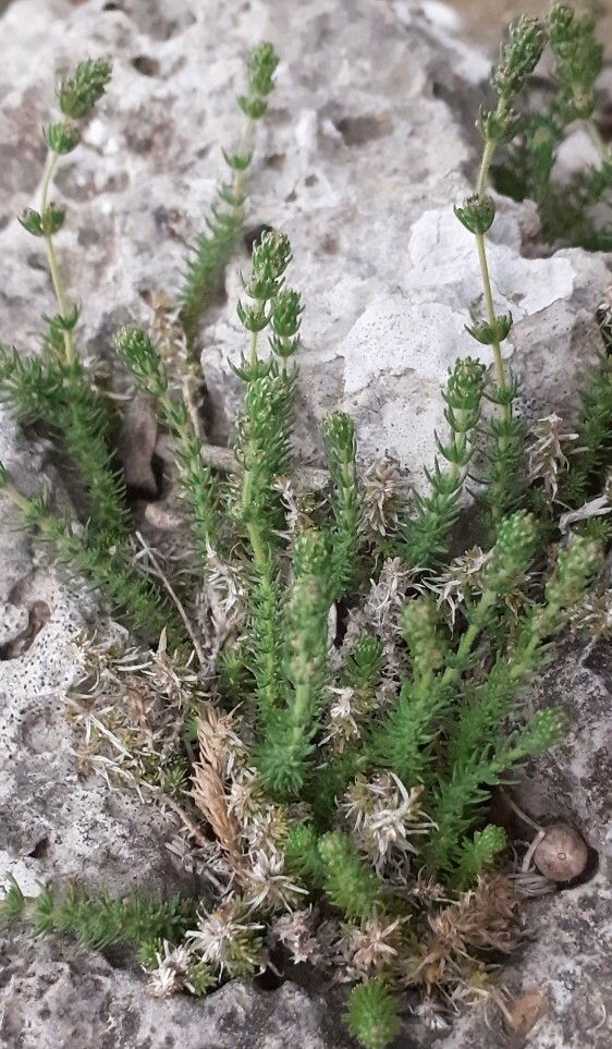 Galium graecum flower