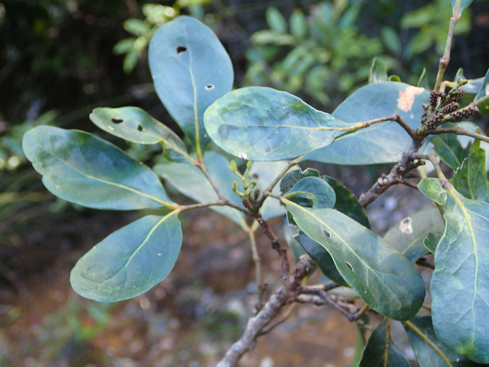 Archidendropsis glandulosa — related species from the same genus