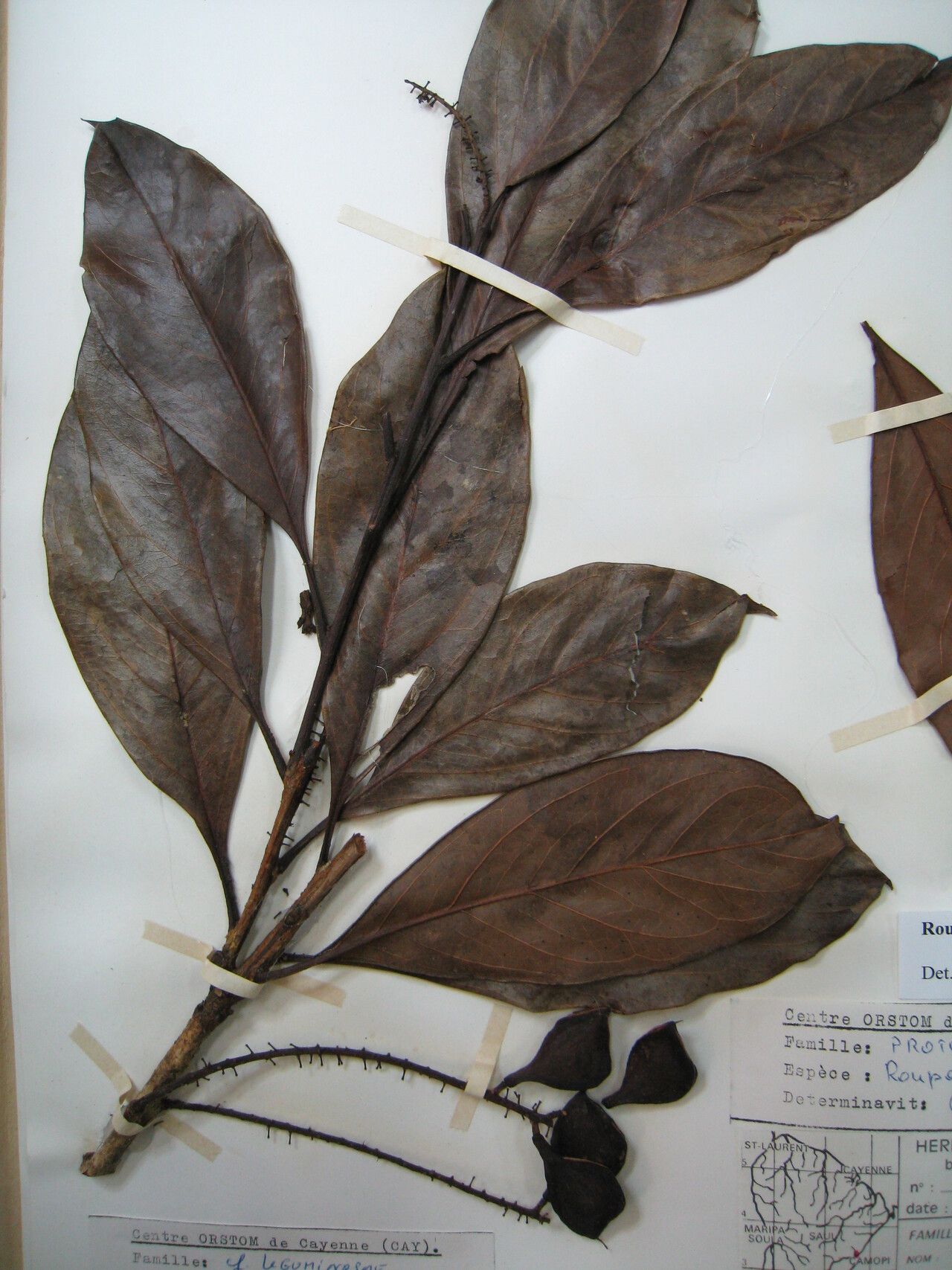 Roupala nitida — related species from the same genus