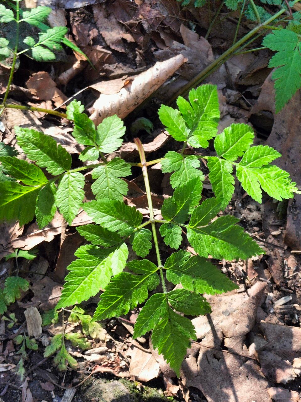 Osmorhiza longistylis — search result for 'Apiaceae'