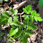 Osmorhiza longistylis