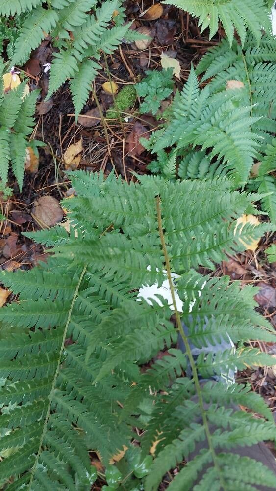 Dryopteris celsa — search result for 'Dryopteris'