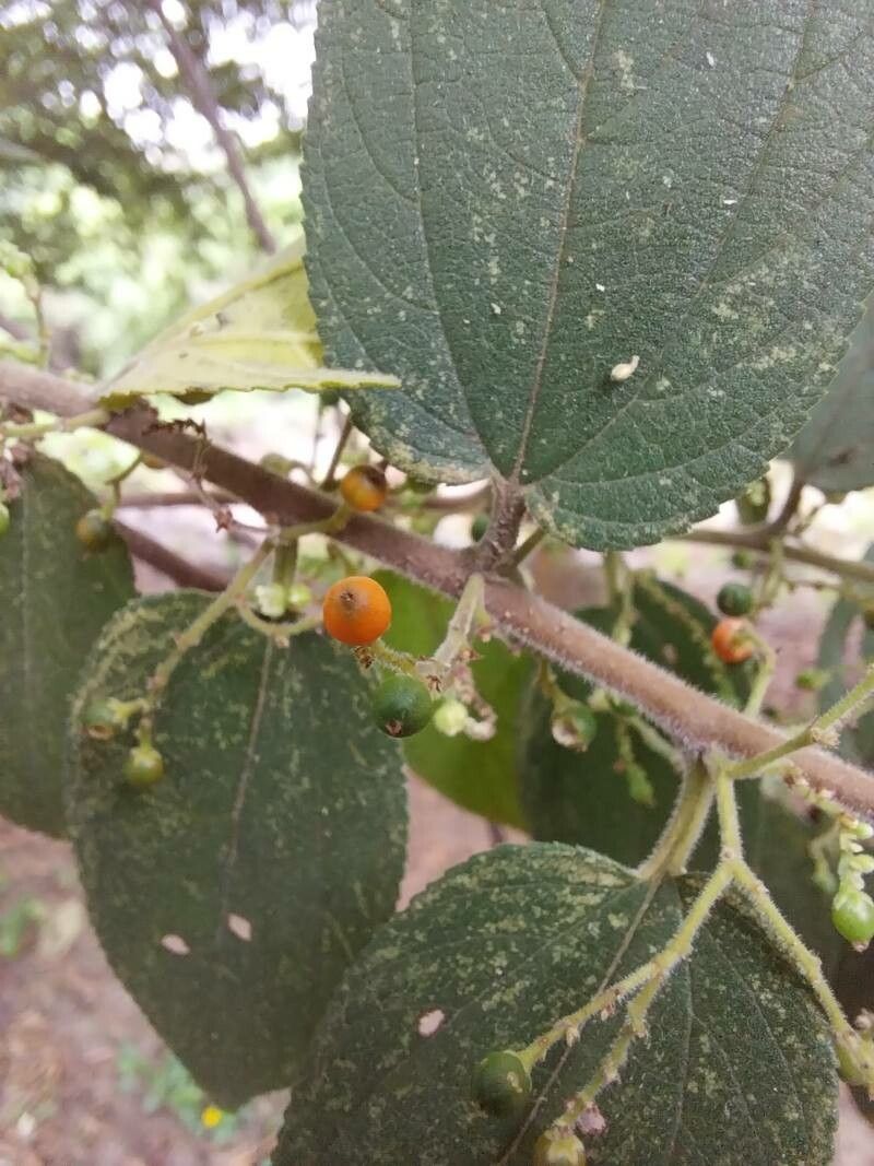 Trema micranthum fruit