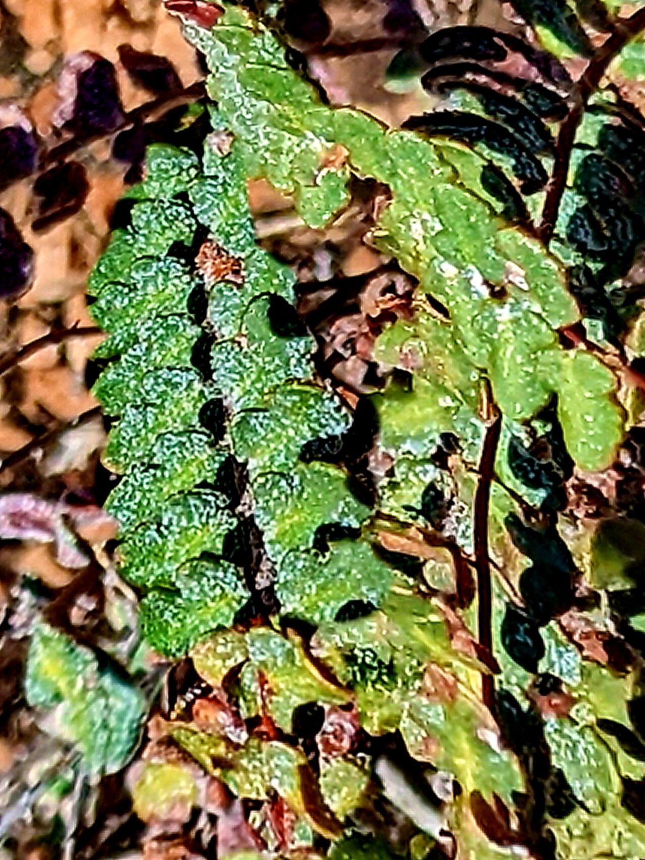 Hemionitis windhamii — houseplant care guide