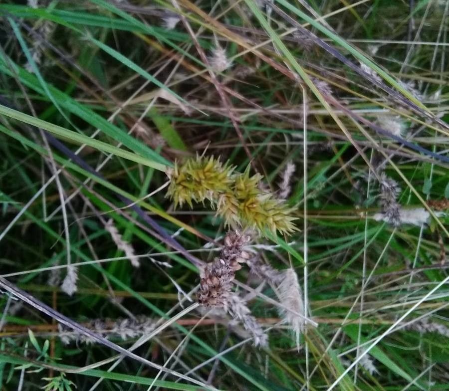 Carex otrubae flower