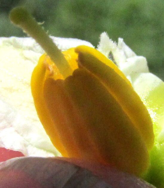 Solanum polyadenium flower