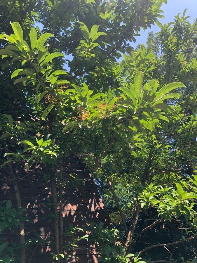 Viburnum sieboldii fruit