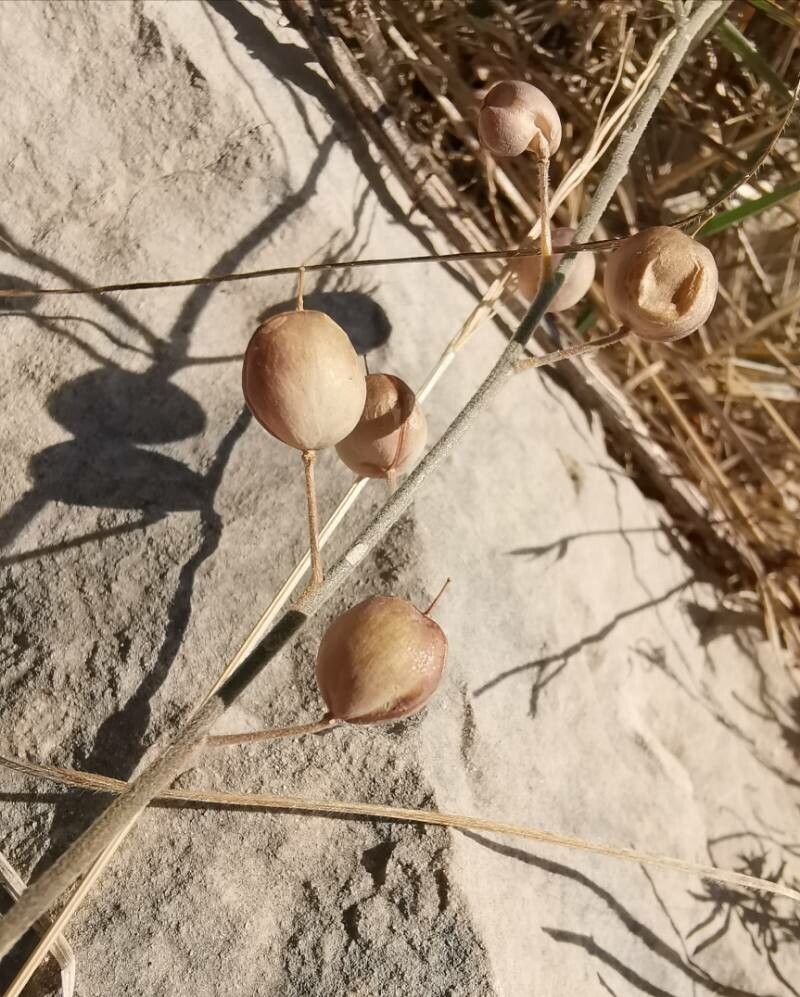 Aurinia sinuata fruit