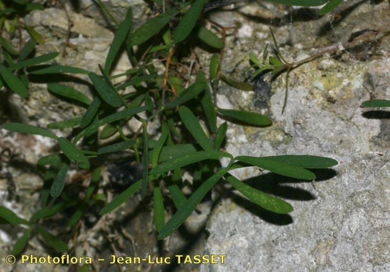 Moehringia lebrunii habit