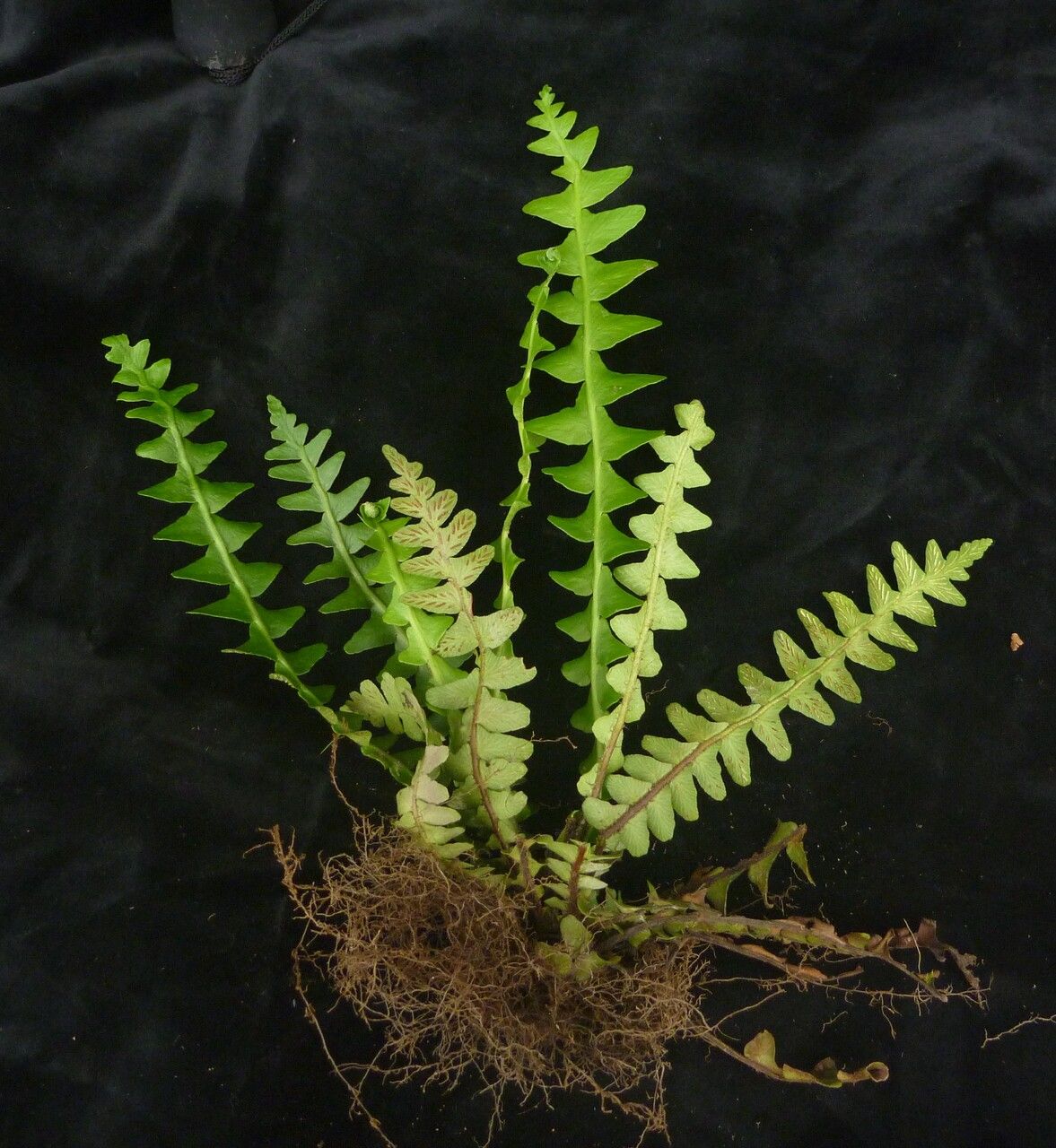 Asplenium dalhousiae habit
