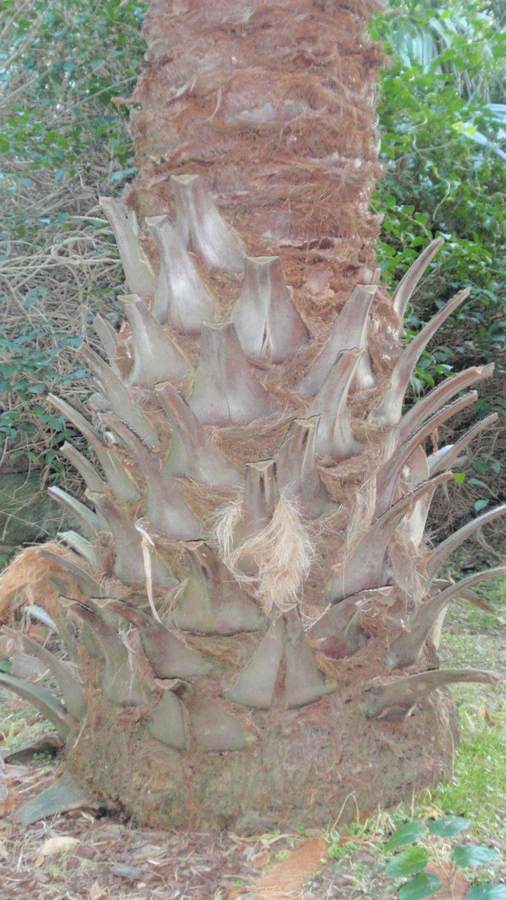 Livistona inermis — houseplant care guide