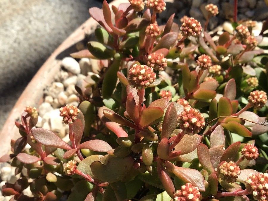 Crassula pubescens leaf