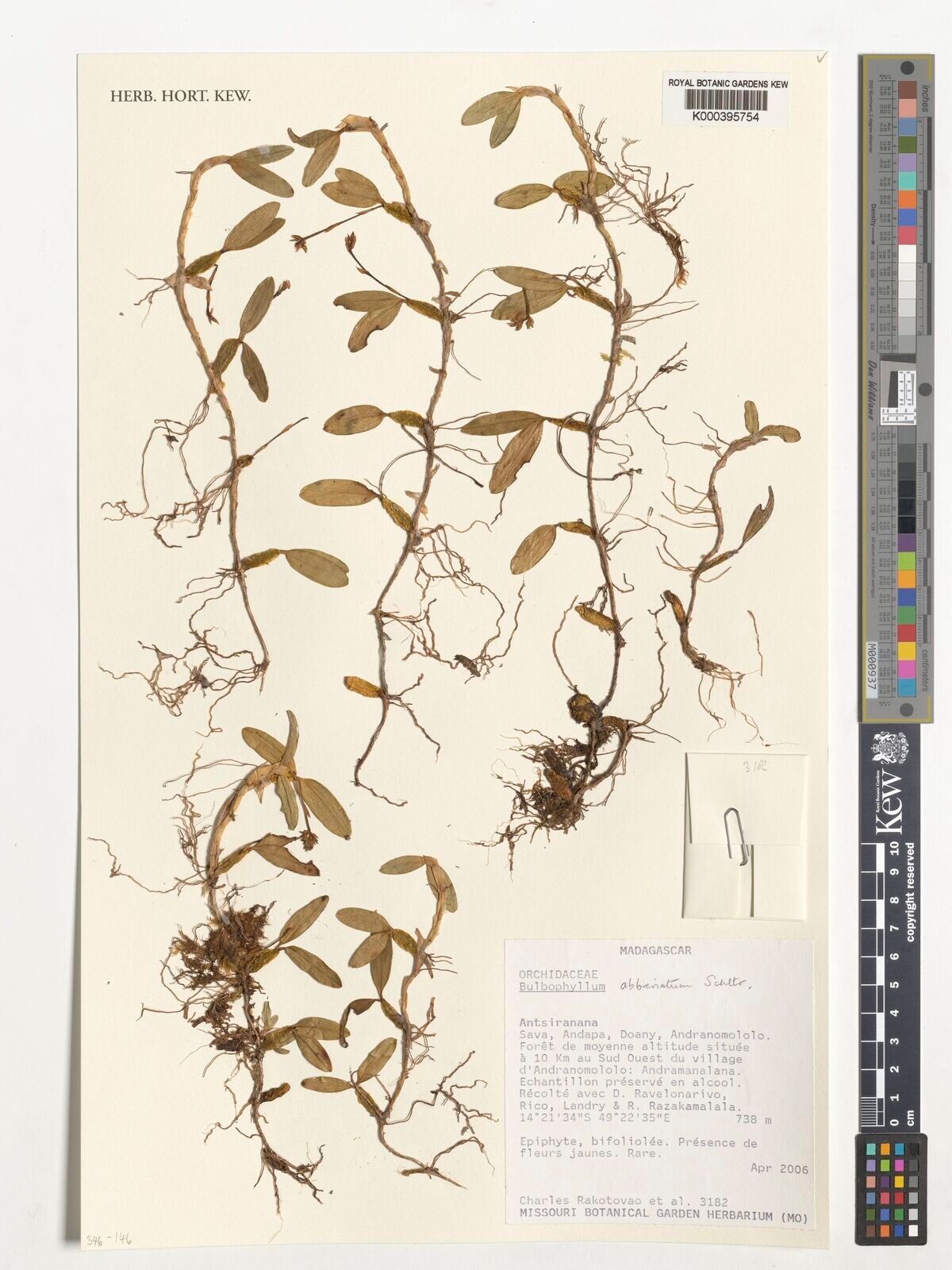 Bulbophyllum abbreviatum — related species from the same genus