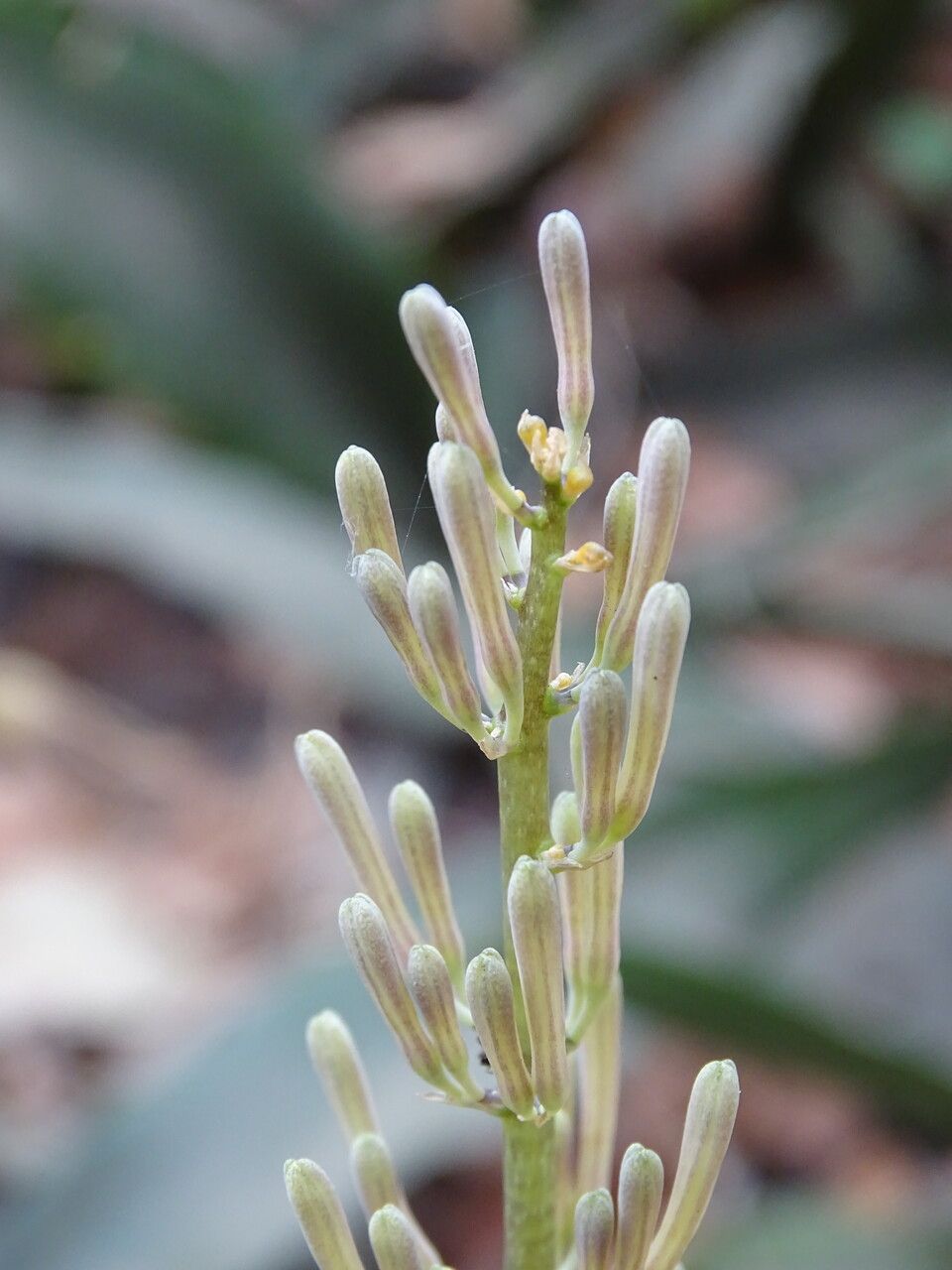 Sansevieria senegambica flower