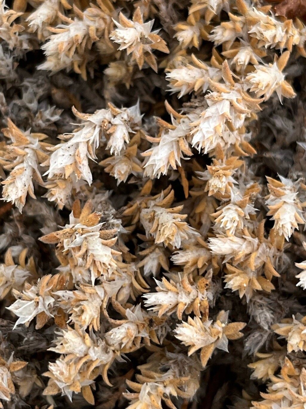 Paronychia macrosepala — houseplant care guide