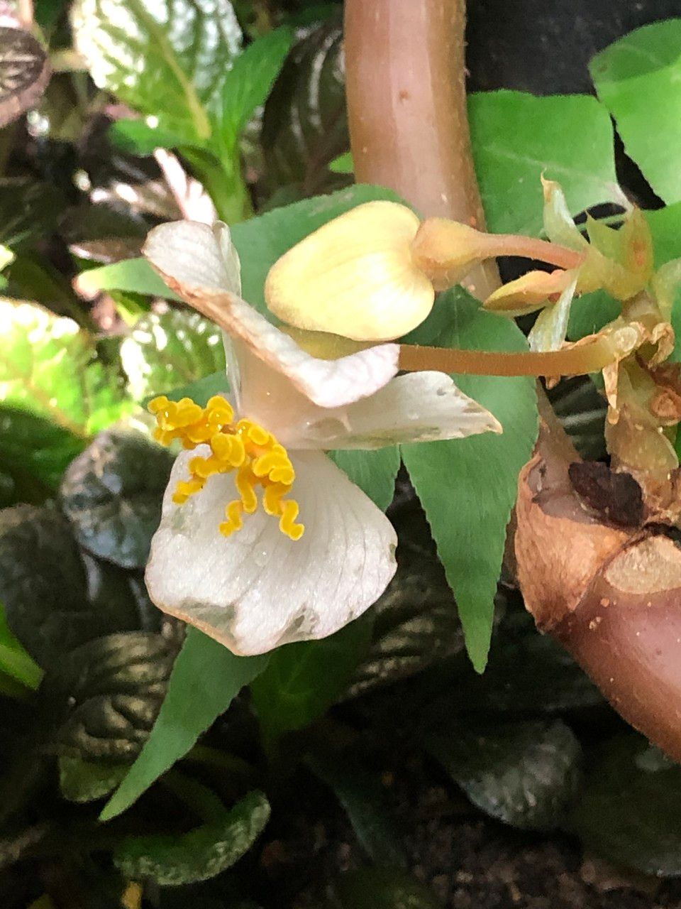 Begonia handelii flower
