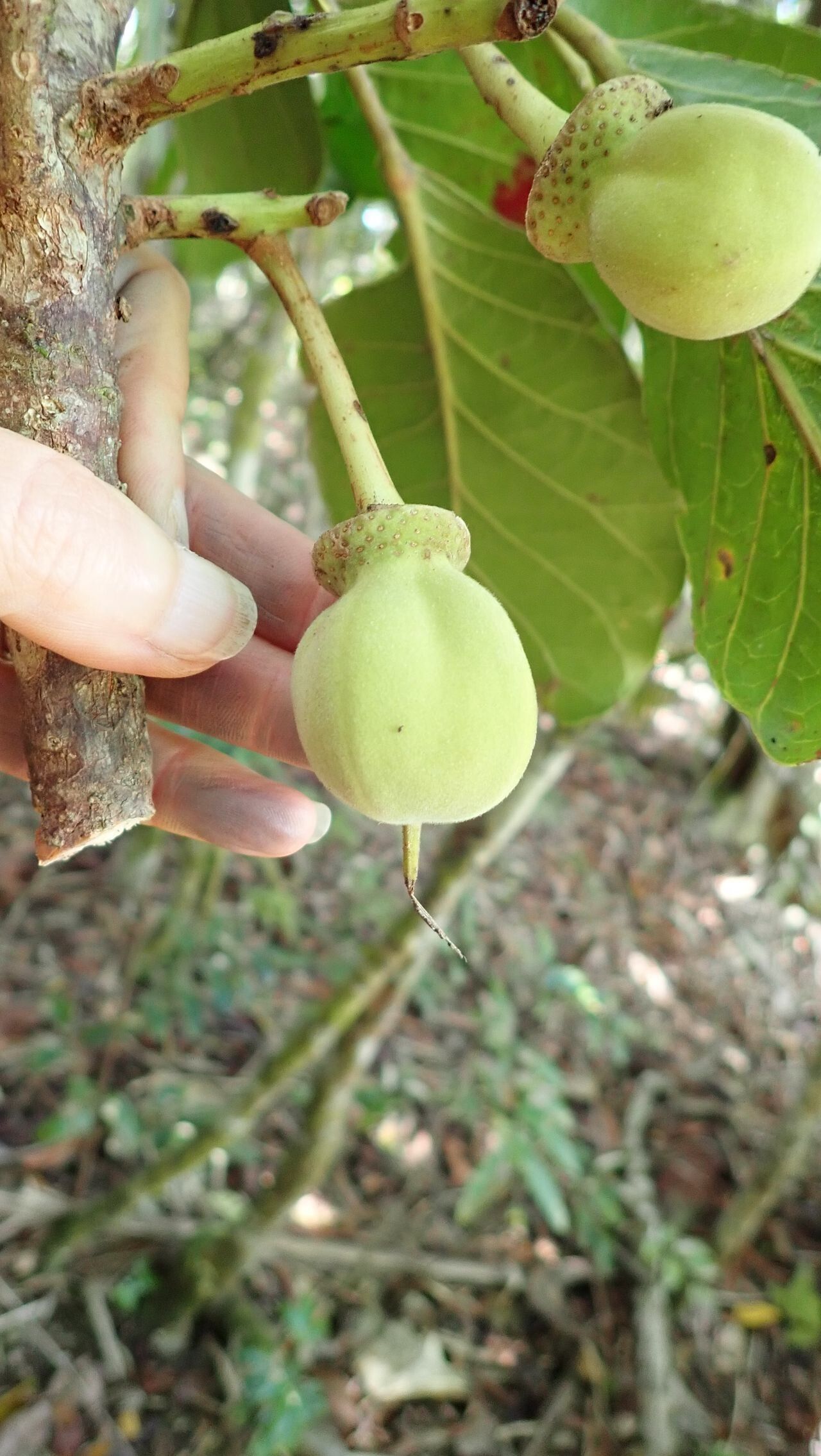 Sloanea raynaliana fruit