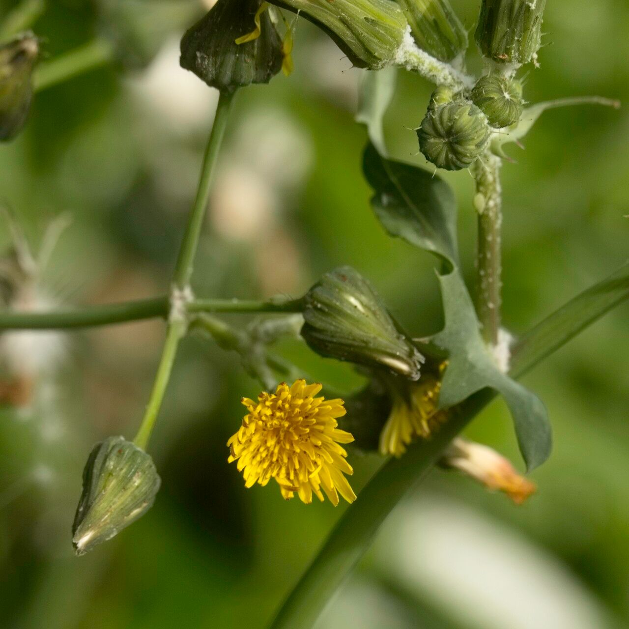 Lactuca quercina fruit