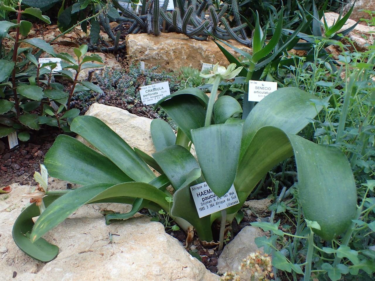 Haemanthus pauculifolius habit