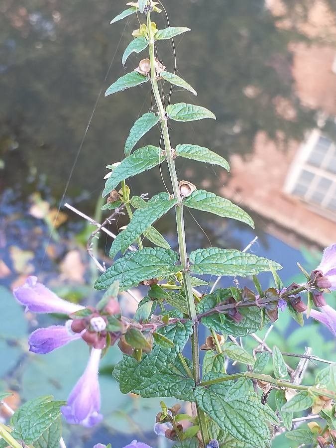 Scutellaria galericulata leaf