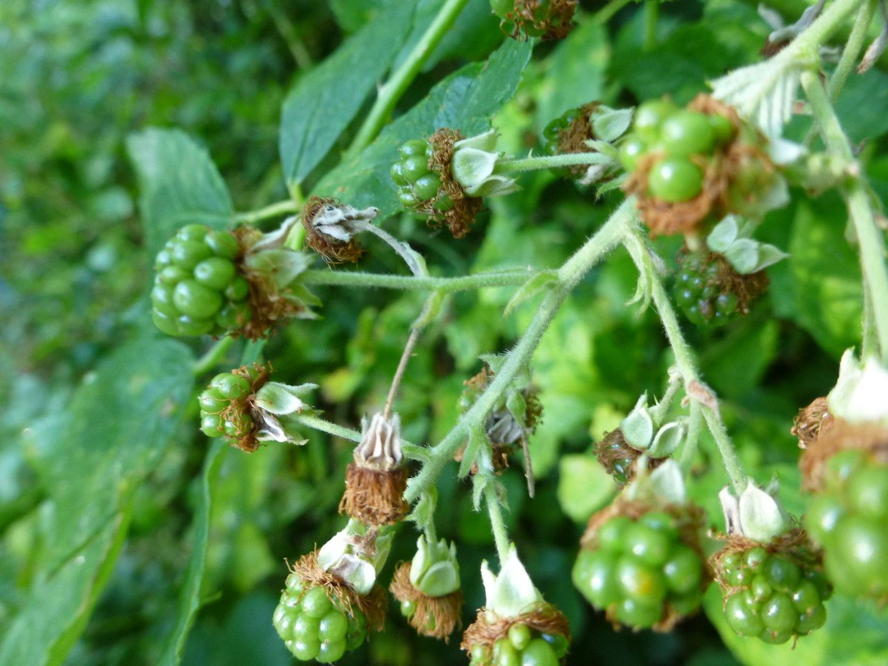 Rubus phyllostachys fruit