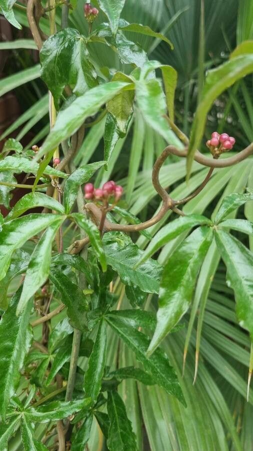 Ipomoea horsfalliae — search result for 'Ipomoea'