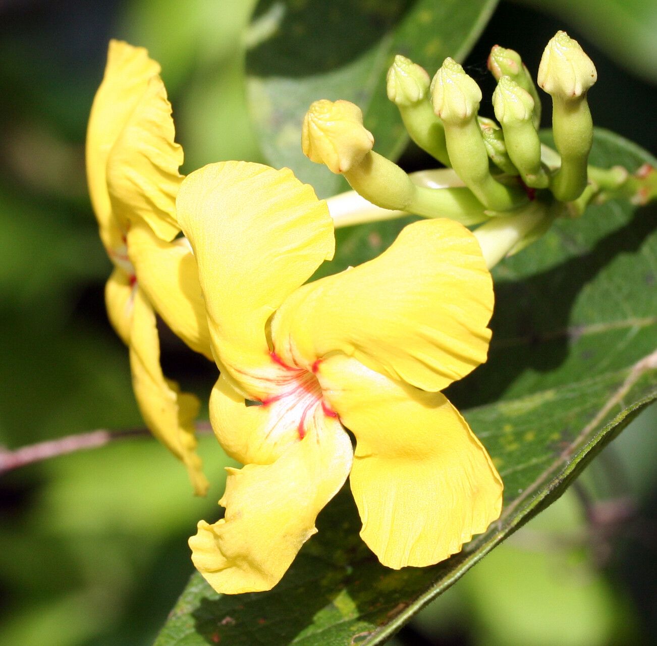 Mandevilla rugellosa flower