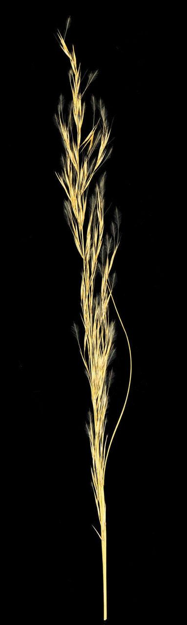 Stipagrostis acutiflora — related species from the same genus