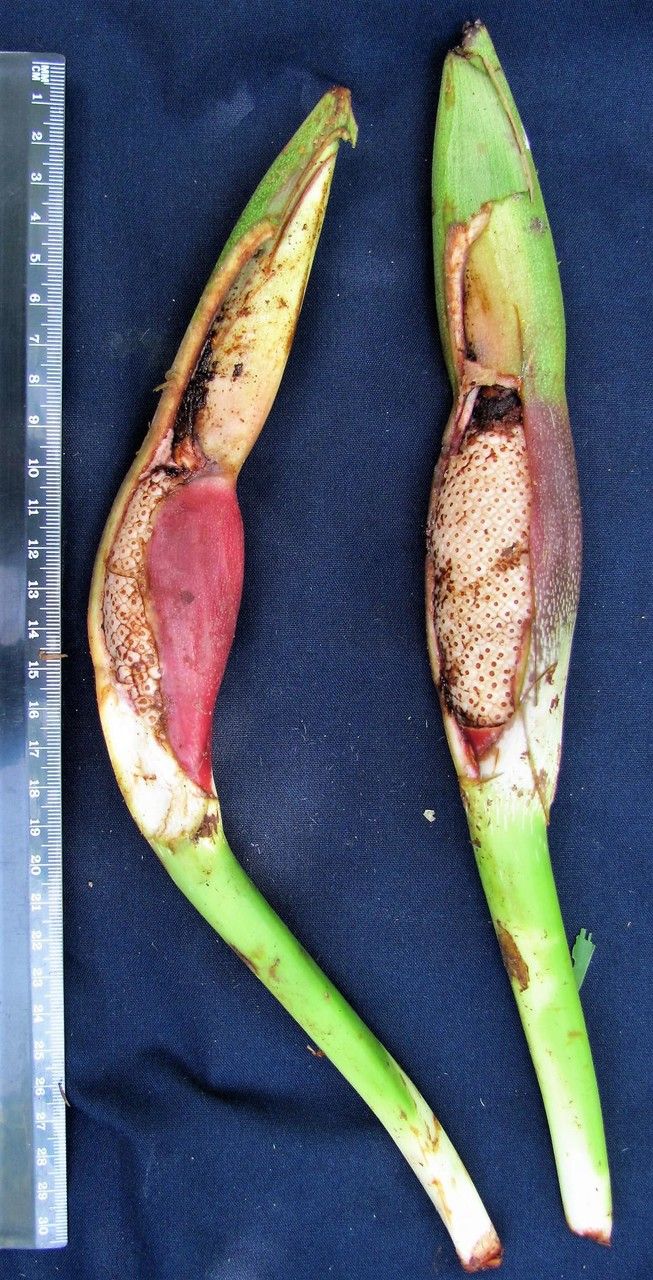 Philodendron dodsonii fruit