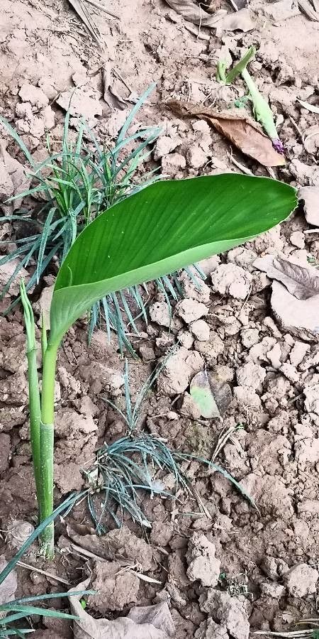Curcuma aromatica — related species from the same genus