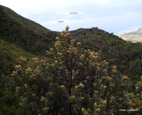 Metrosideros rotundifolia habit