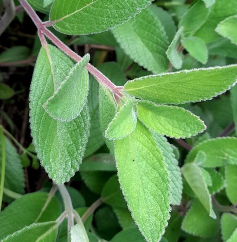 Sinningia warmingii — search result for 'Sinningia'