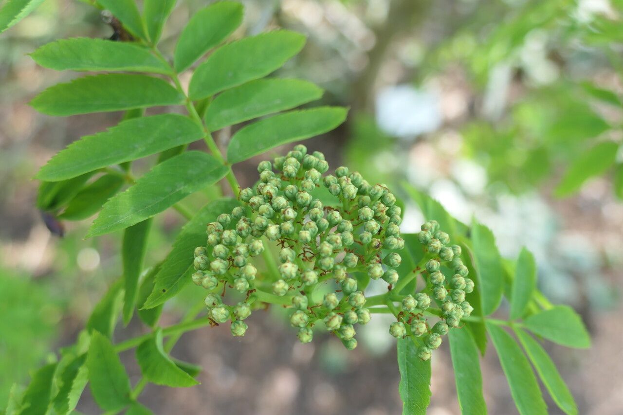 Sorbus matsumurana flower