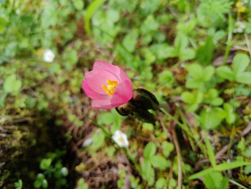 Podophyllum hexandrum — search result for 'Podophyllum'