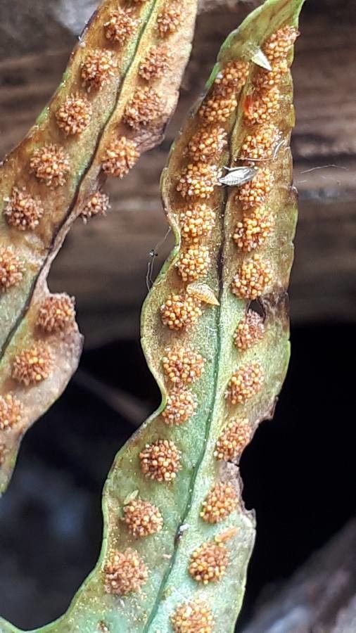 Microgramma lycopodioides fruit