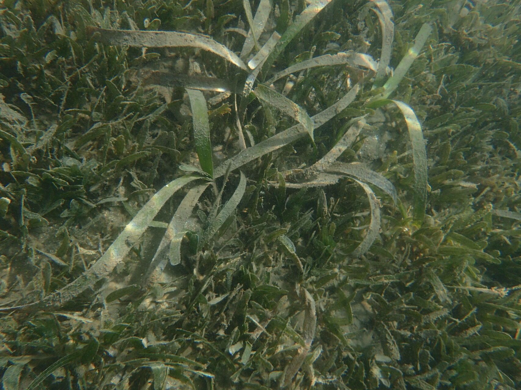 Thalassia testudinum leaf