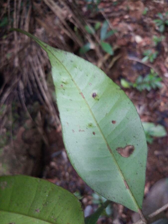 Myrcia decorticans — houseplant care guide