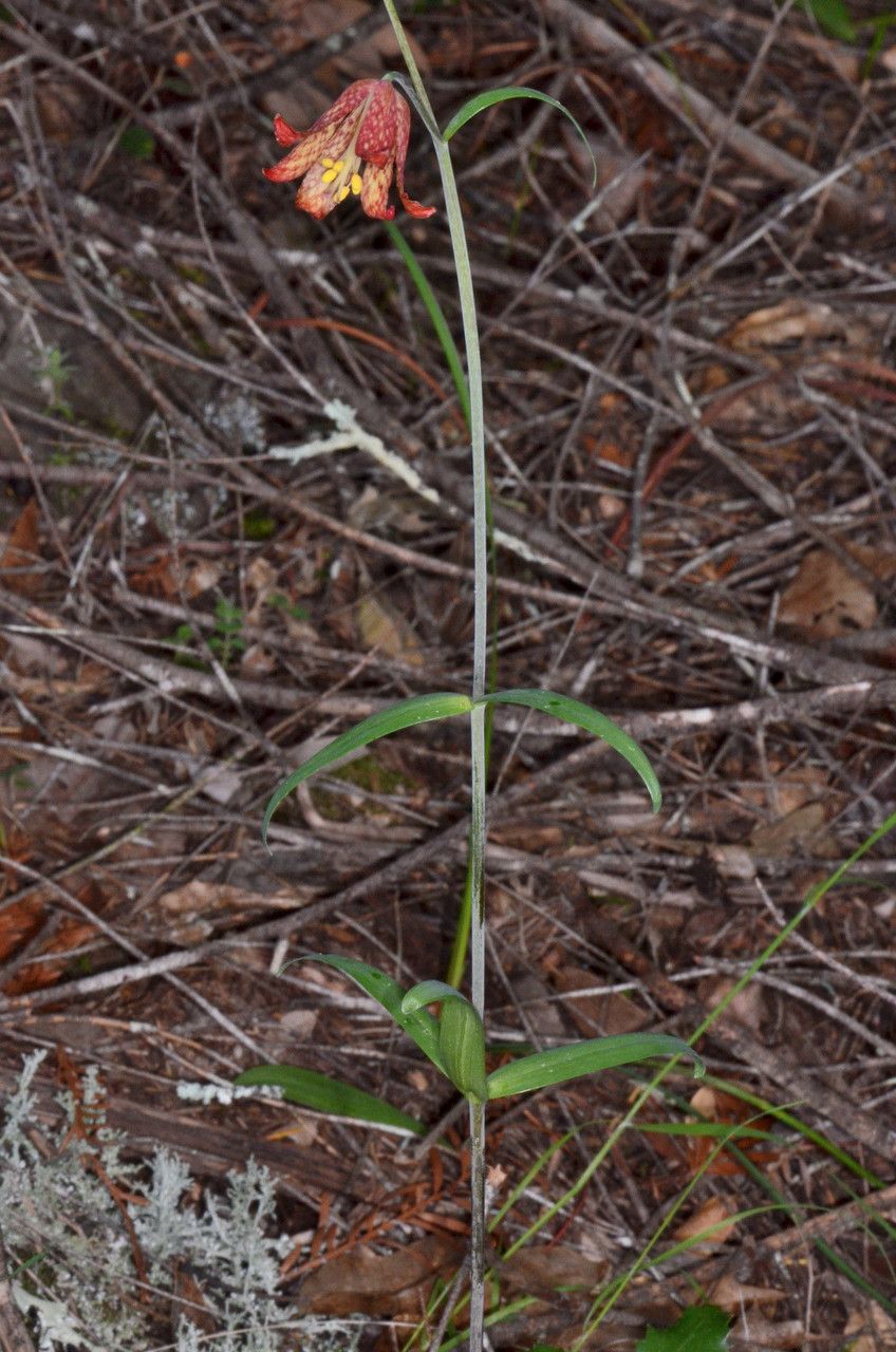 Fritillaria recurva habit